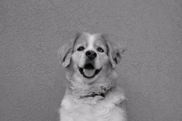 /Images/uploads/Humane Society of Utah/HSU2018/entries/3939thumb.jpg
